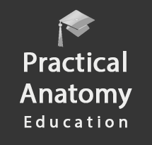 Gyakorlati Anatómia